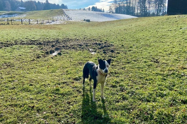 long-coated black and white dog during daytime