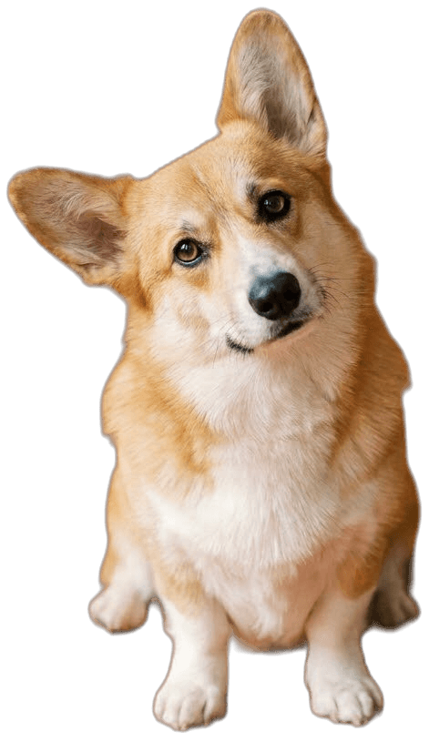 Biscuit the corgi puppy