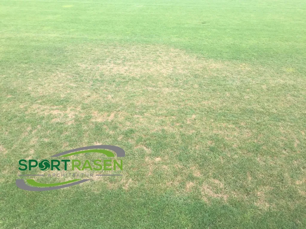 Fusarium bereits wieder aktuell