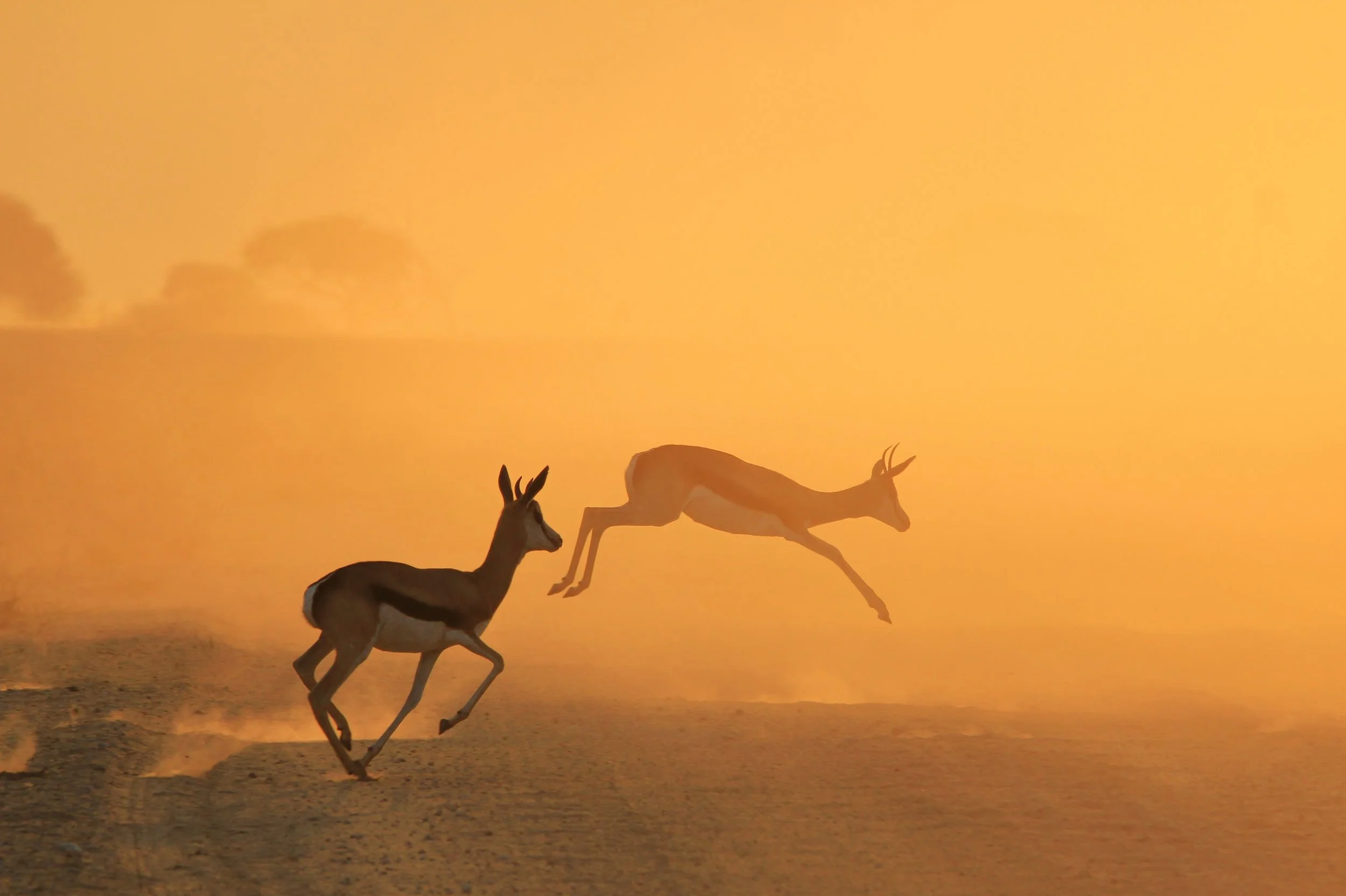 Deer in the wild