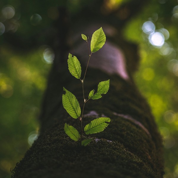 Young green sprout growing from a moss-covered tree trunk, with blurred bokeh lights in the background.