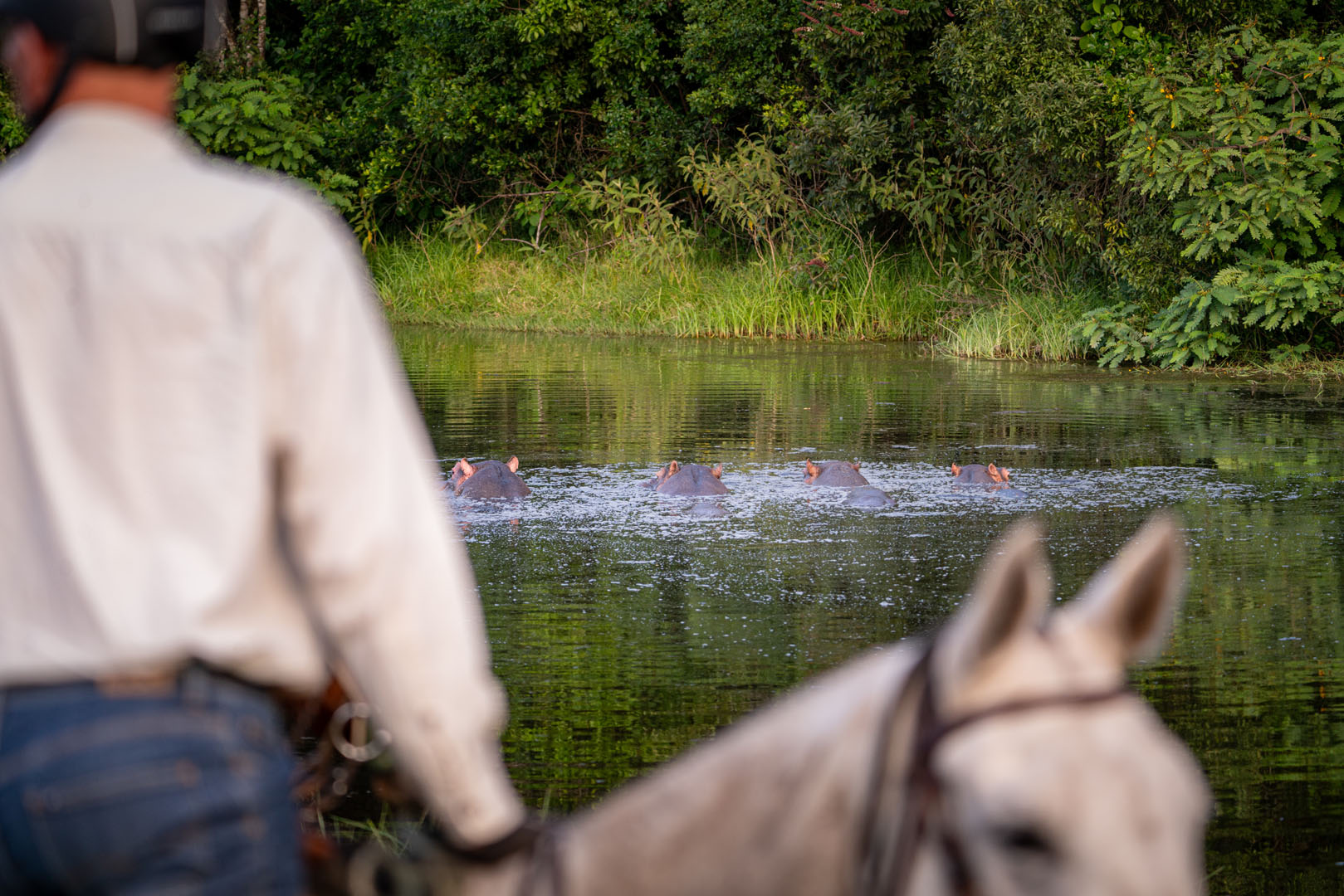 Kilimanjaro Elephant Ride, Arusha National Park, Tanzania – elefant i högt gräs tittar mot kameran, medan fem ryttare till häst på ridsafari i bakgrunden betraktar elefanten i ett grönt och frodigt landskap.