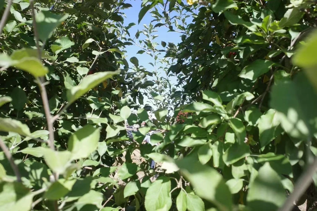 The image featured in the middle of the about us page