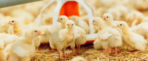 Chicks