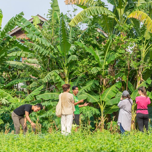 参观当地的蔬菜农场。