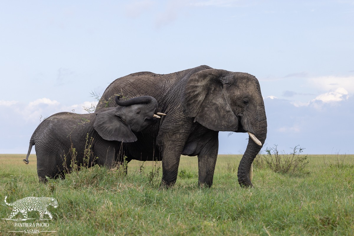 Central Serengeti 2023 Trip Report