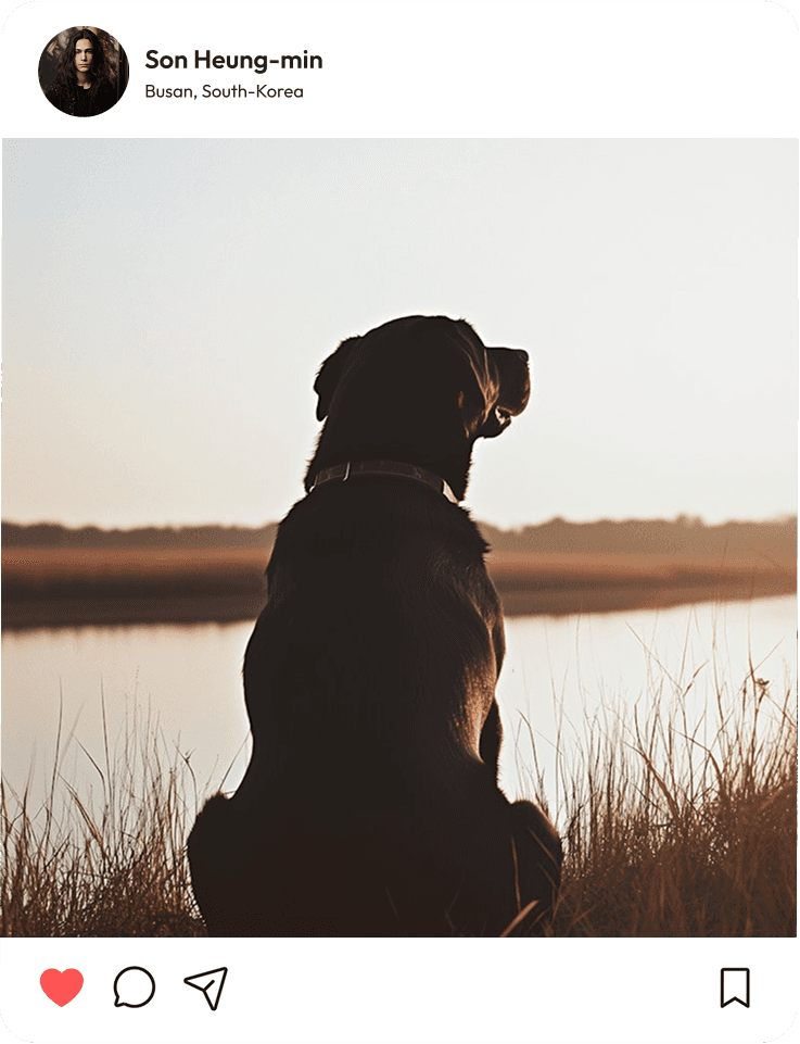 A dog sits on the grass, silhouetted against a beautiful sunset in the background.