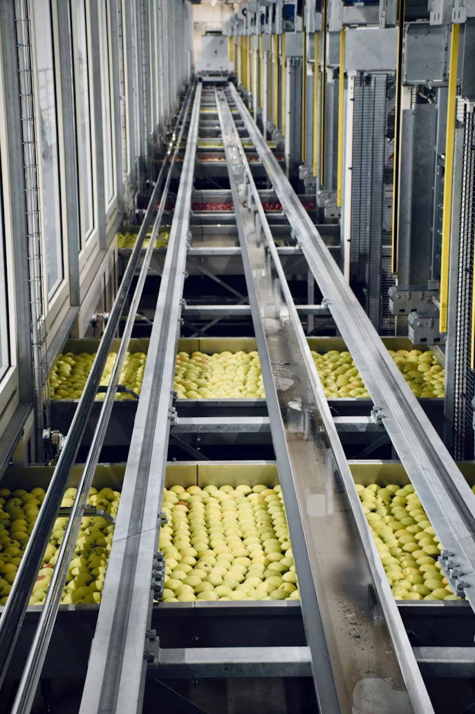 Green apples moving along a conveyor system in a clean, industrial sorting facility