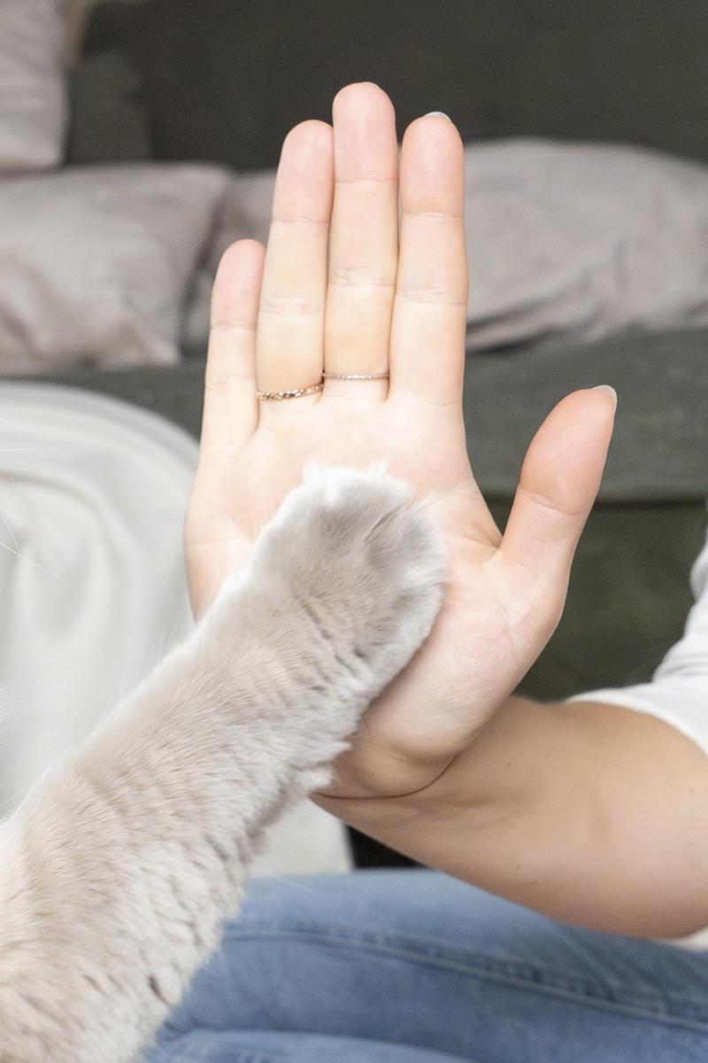 High Five einer Katzenpfote mit Nicole Rathmayr's Hand