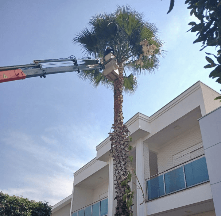 Poda Palmeira Residêncial