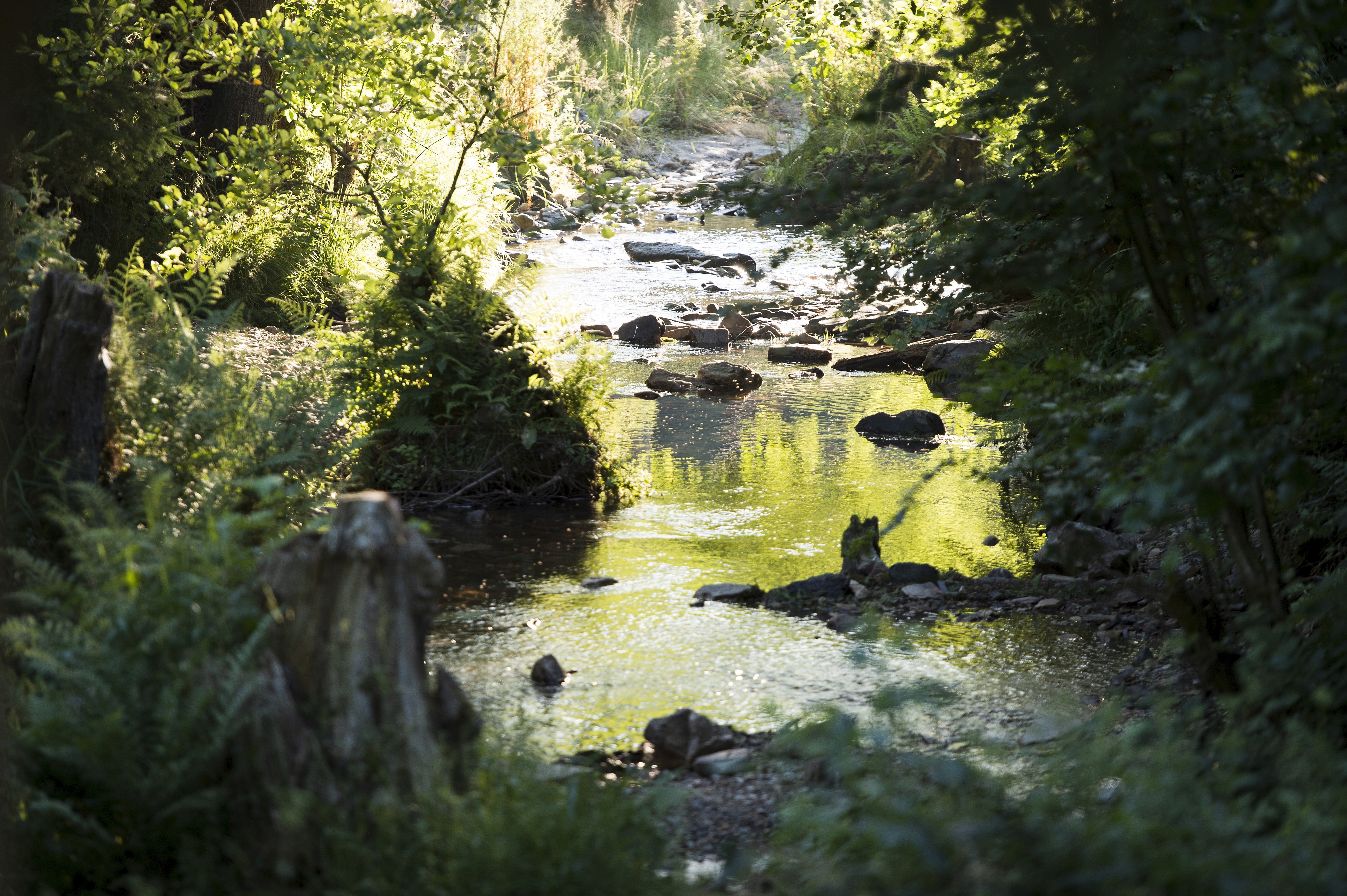 Bach with stones and plants