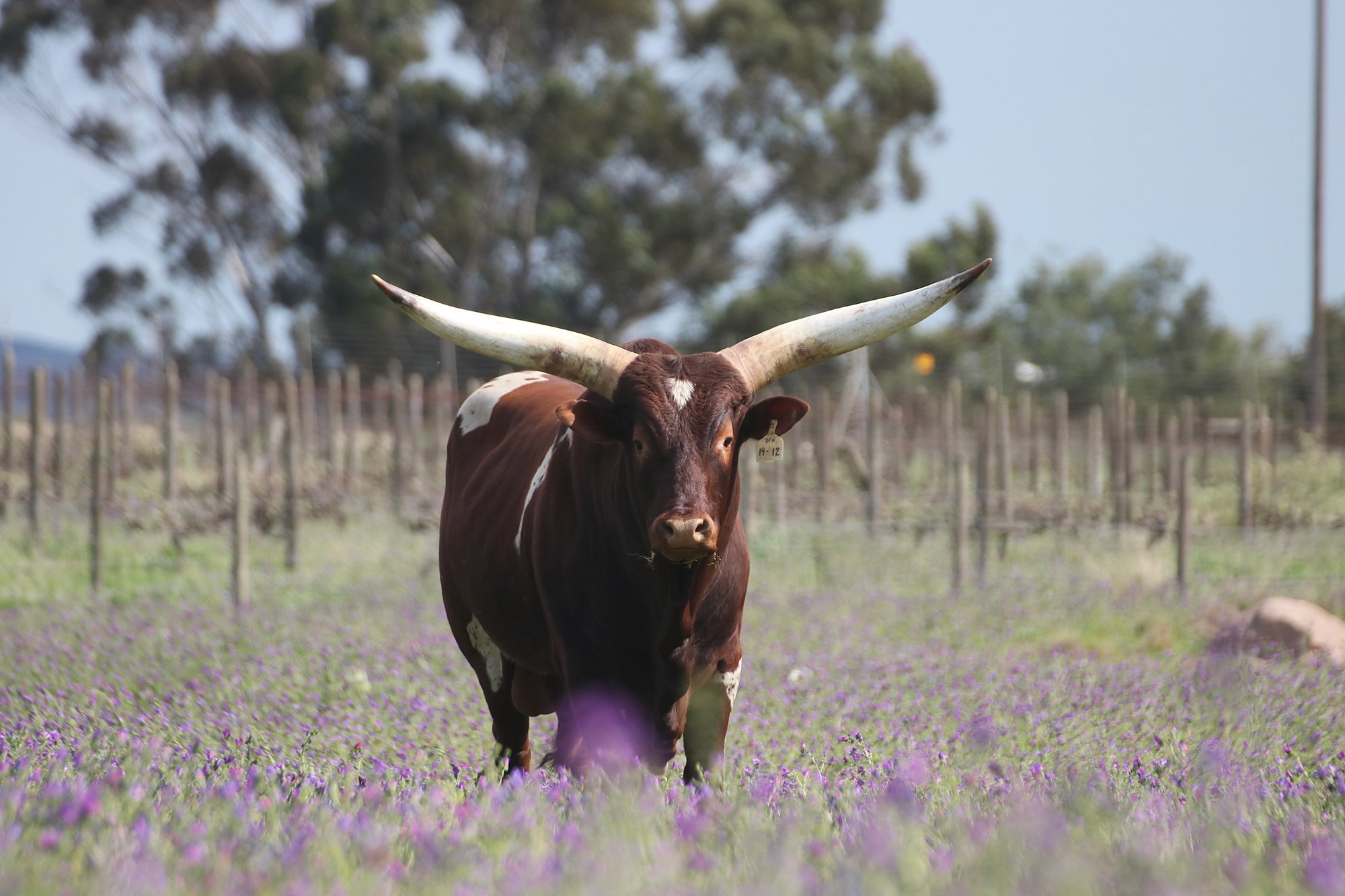 Hartenberg cow grazing among the vineyard cover crops