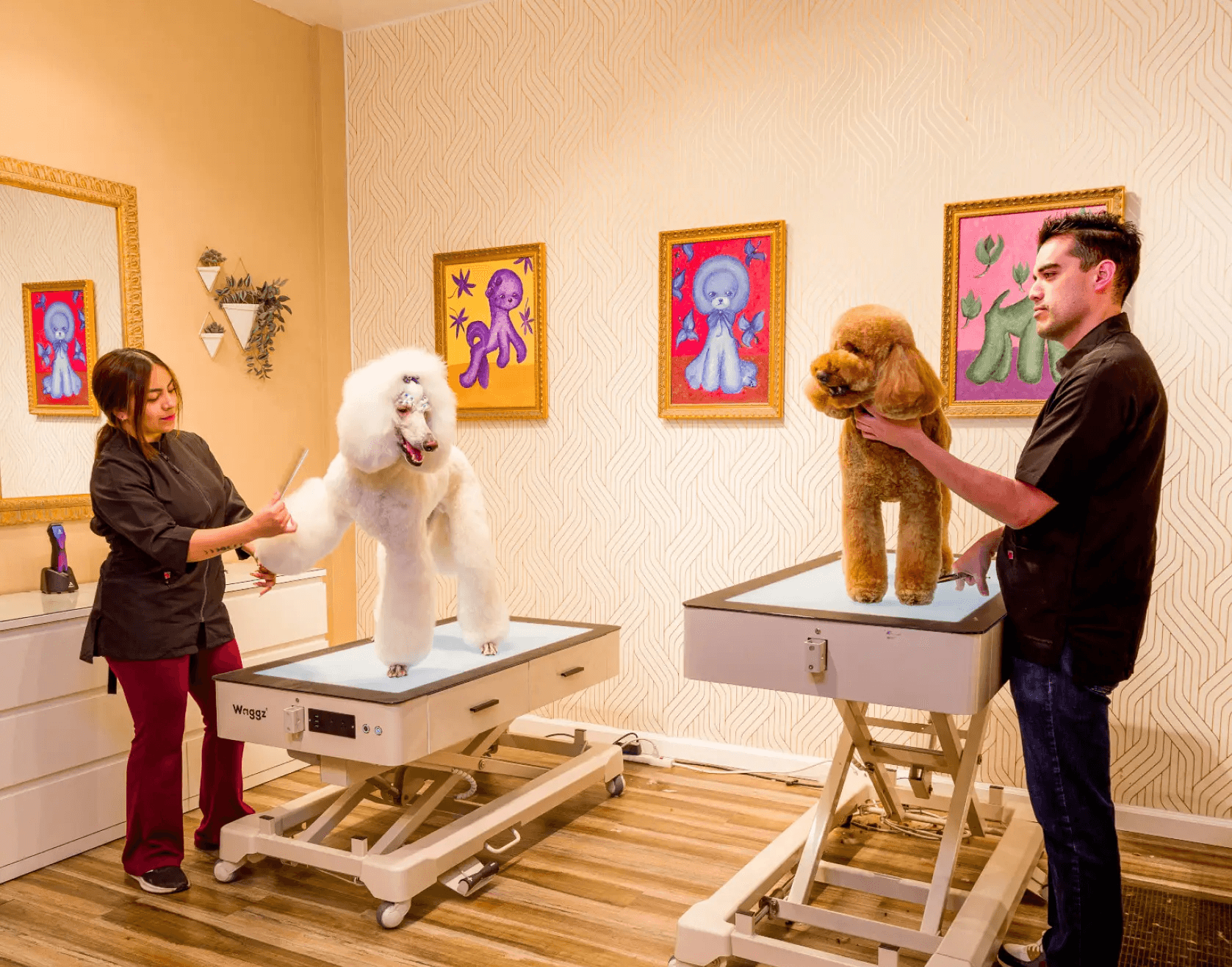 Bright grooming studio with two stylists working on a white and a brown poodle to showcase artistry, precision, and joyful care in a creative setting.