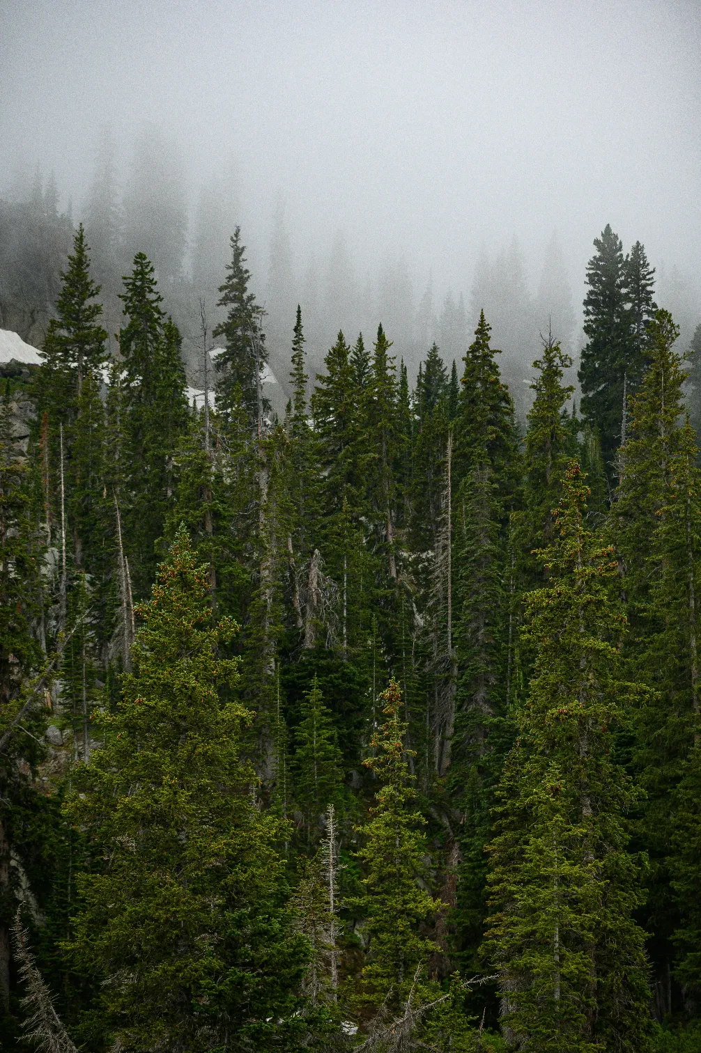 green trees