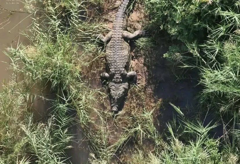 Photo:Suspected human remains found inside crocodile in Komati River – South African Daily