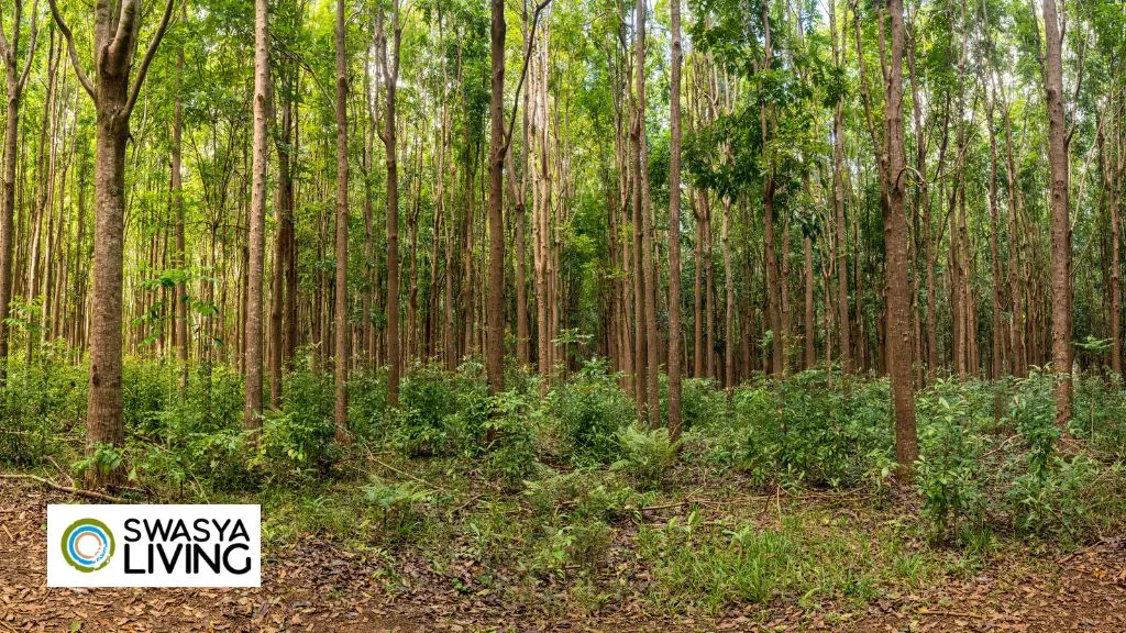 Mahogany Tree Farming Uses and Benefits