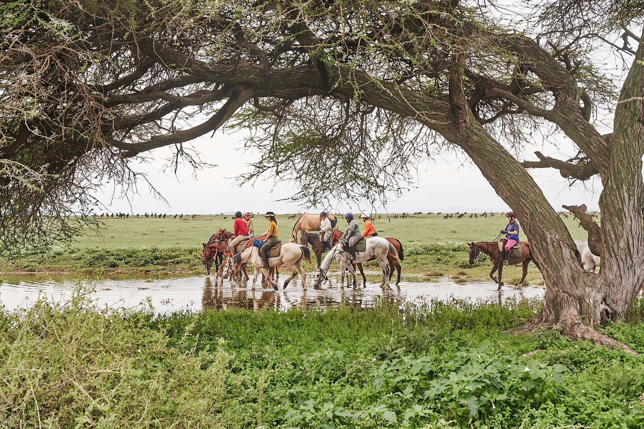 Grupp av ryttare på ridresa i Afrika galopperar över Serengetis vidsträckta slätter medan damm och gnuhjordar rör sig över horisonten under the great migration.