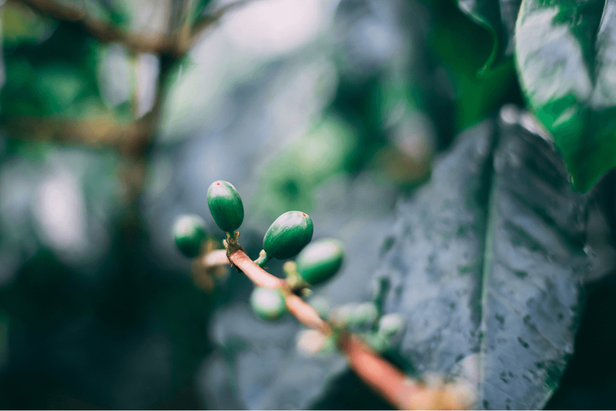 Close-up of green coffee cherries on plant, showing sustainable Australian coffee farming.