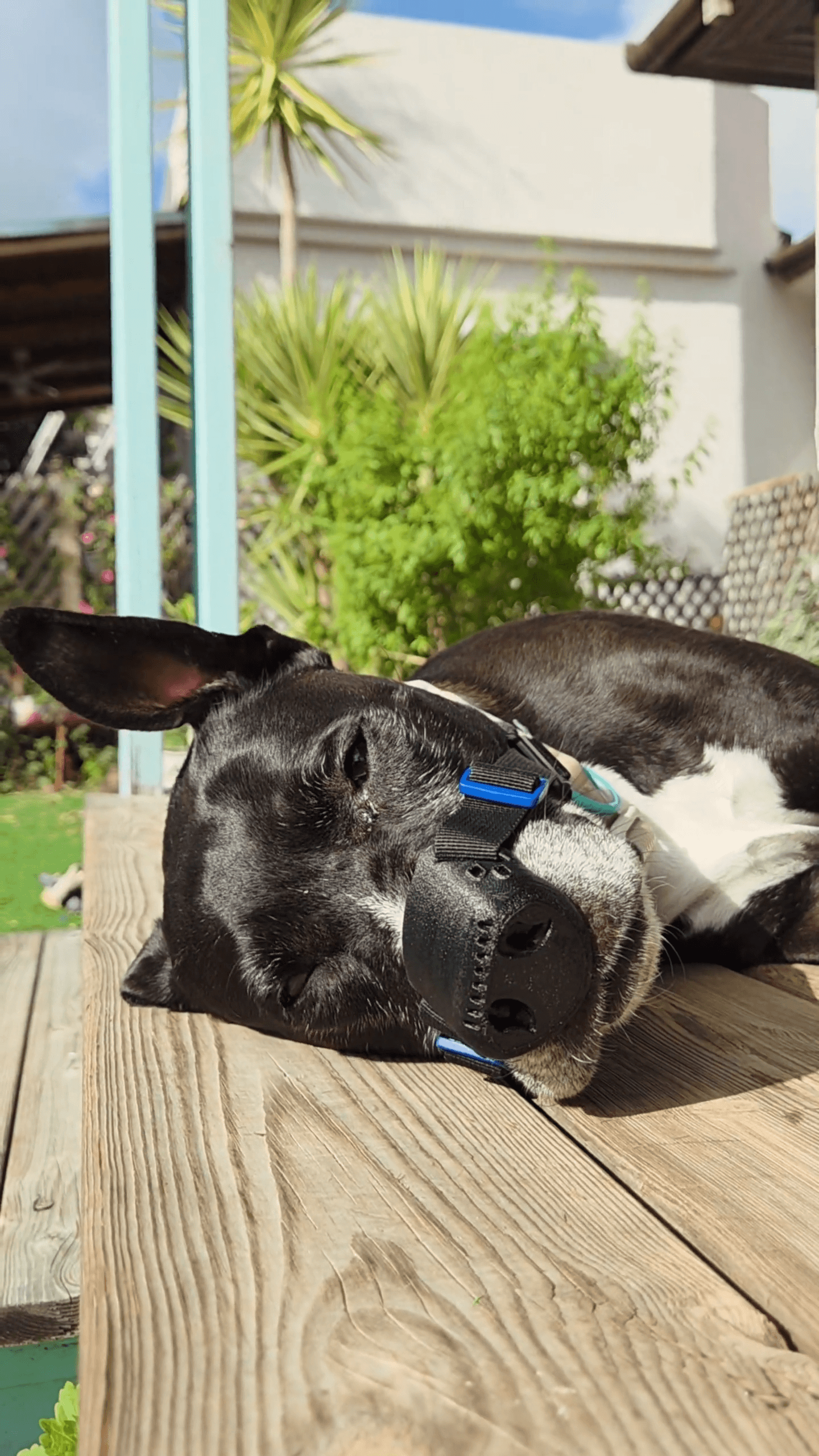 Billie the pitbull with using SnoutCover for DLE treatment