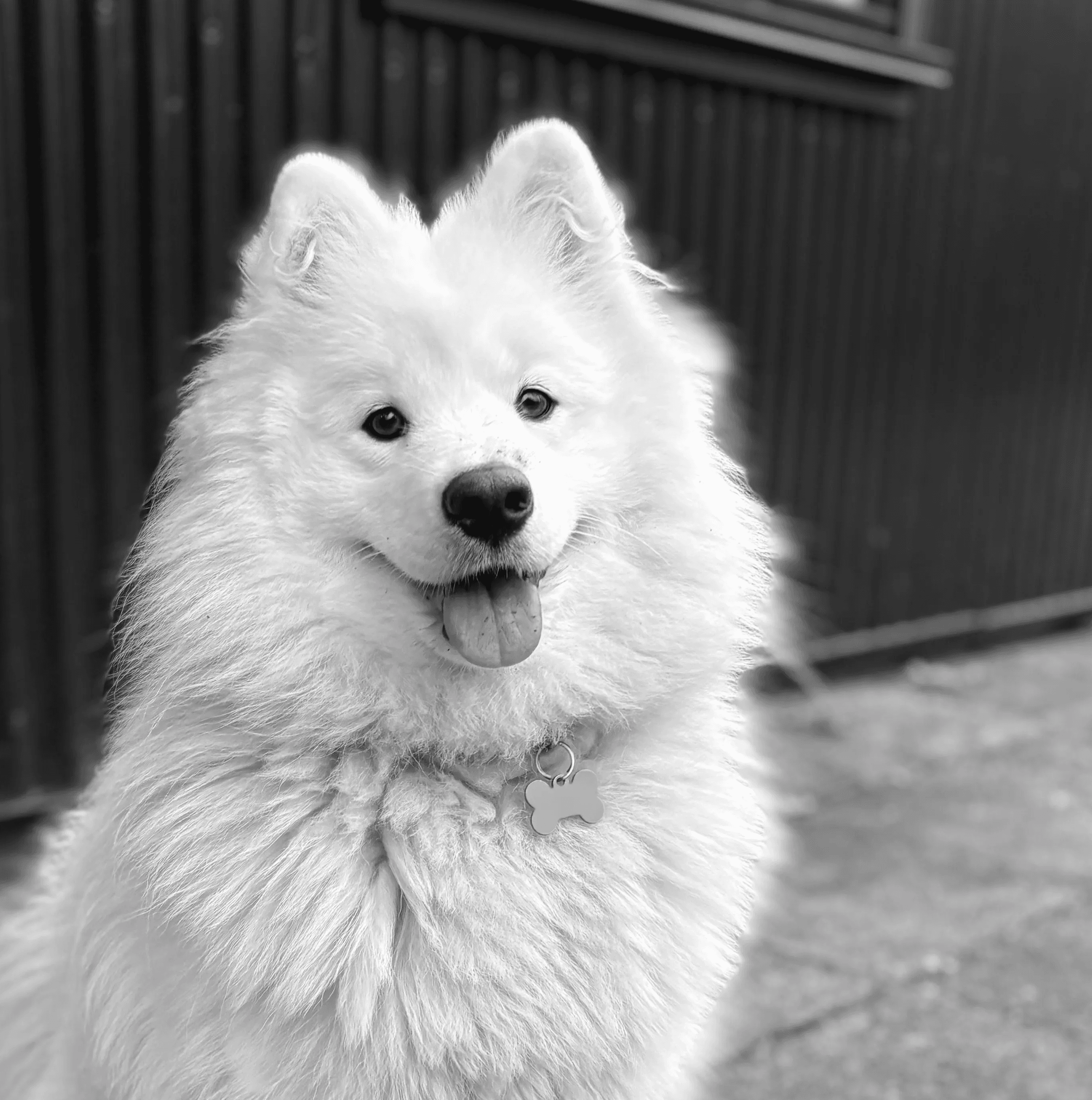 Fönn The Dog