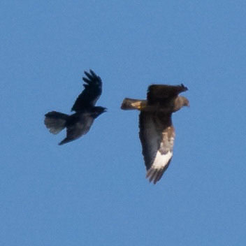 A black crow chasing down a buzzard in flight.