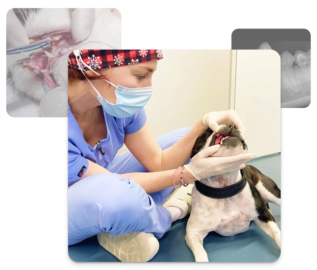 Collage aus Bildern zur tierärztlichen Zahngesundheit, die eine tierärztliche Zahnuntersuchung zeigen.