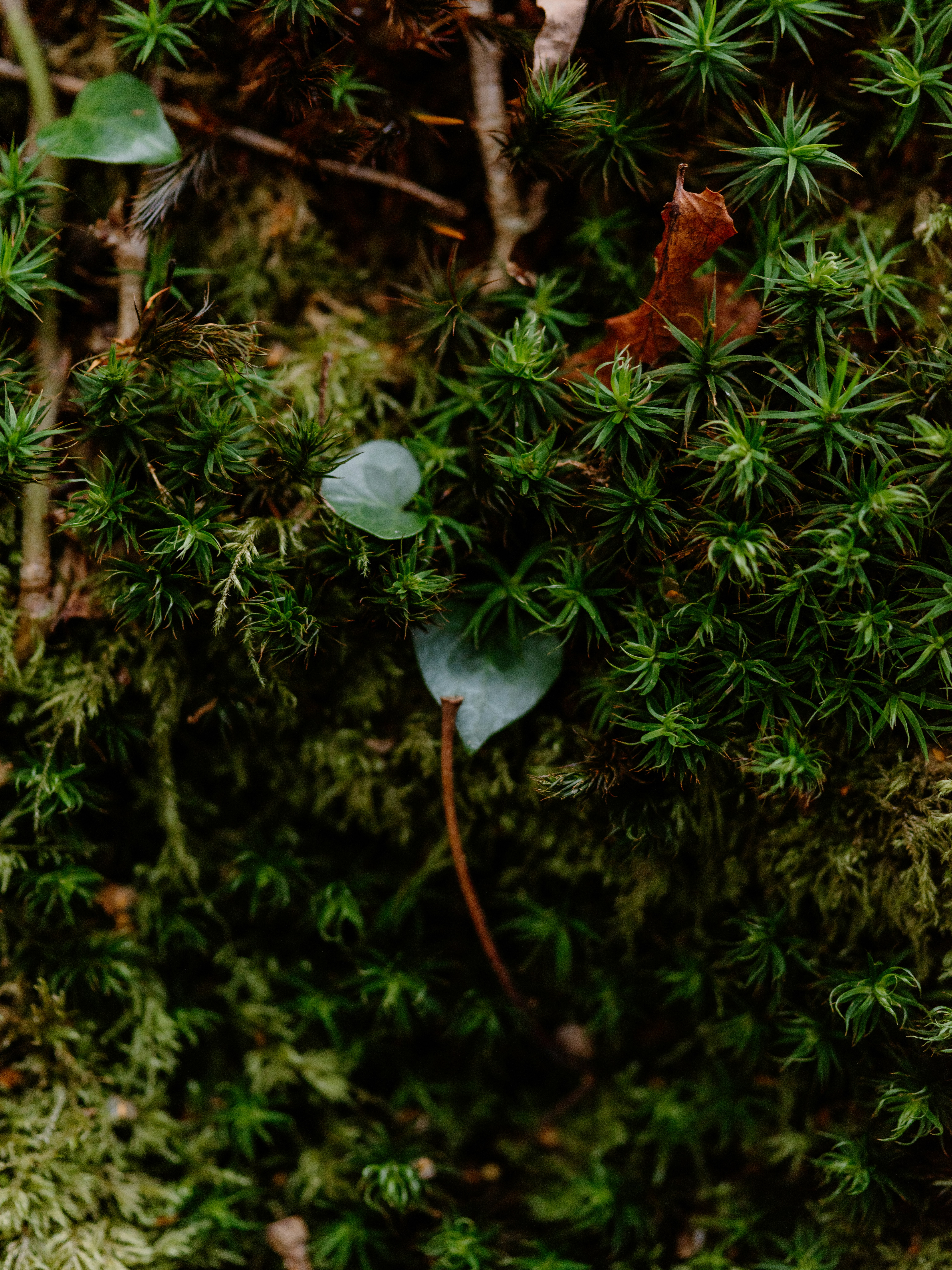 Open sunny site with clear views