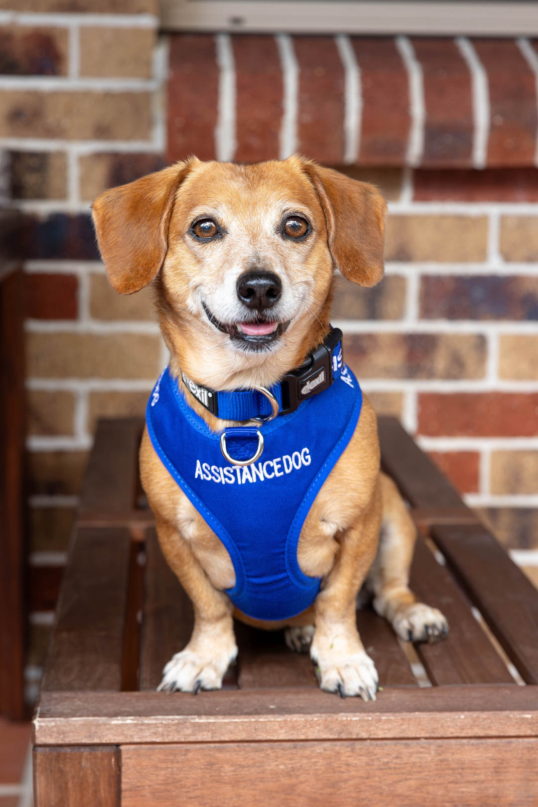 Dachshund in 'assistance dog' vest