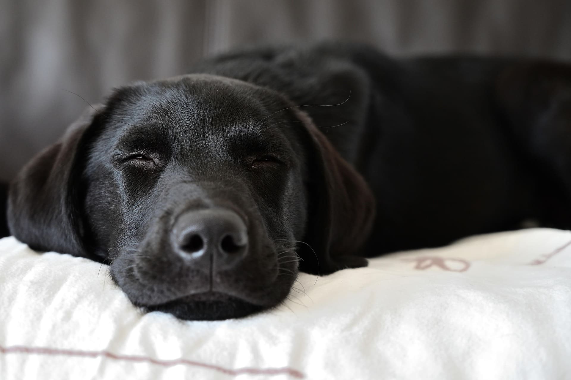 A black Labrador Retriever is lying down on the white bed comfortably.