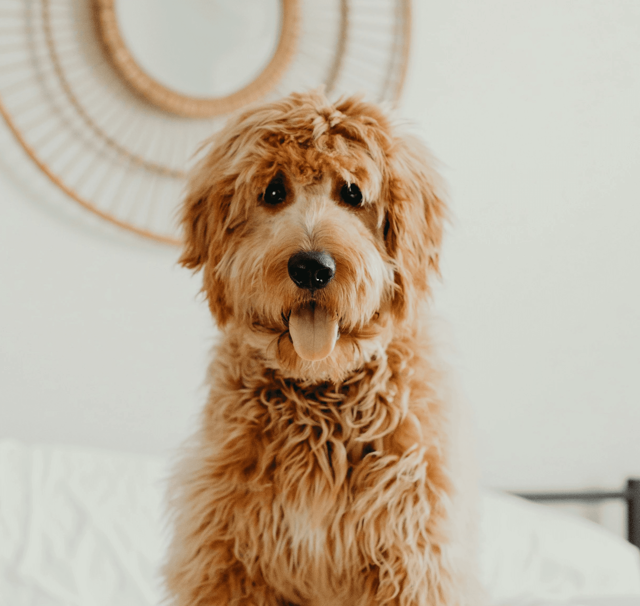 long-coated brown dog