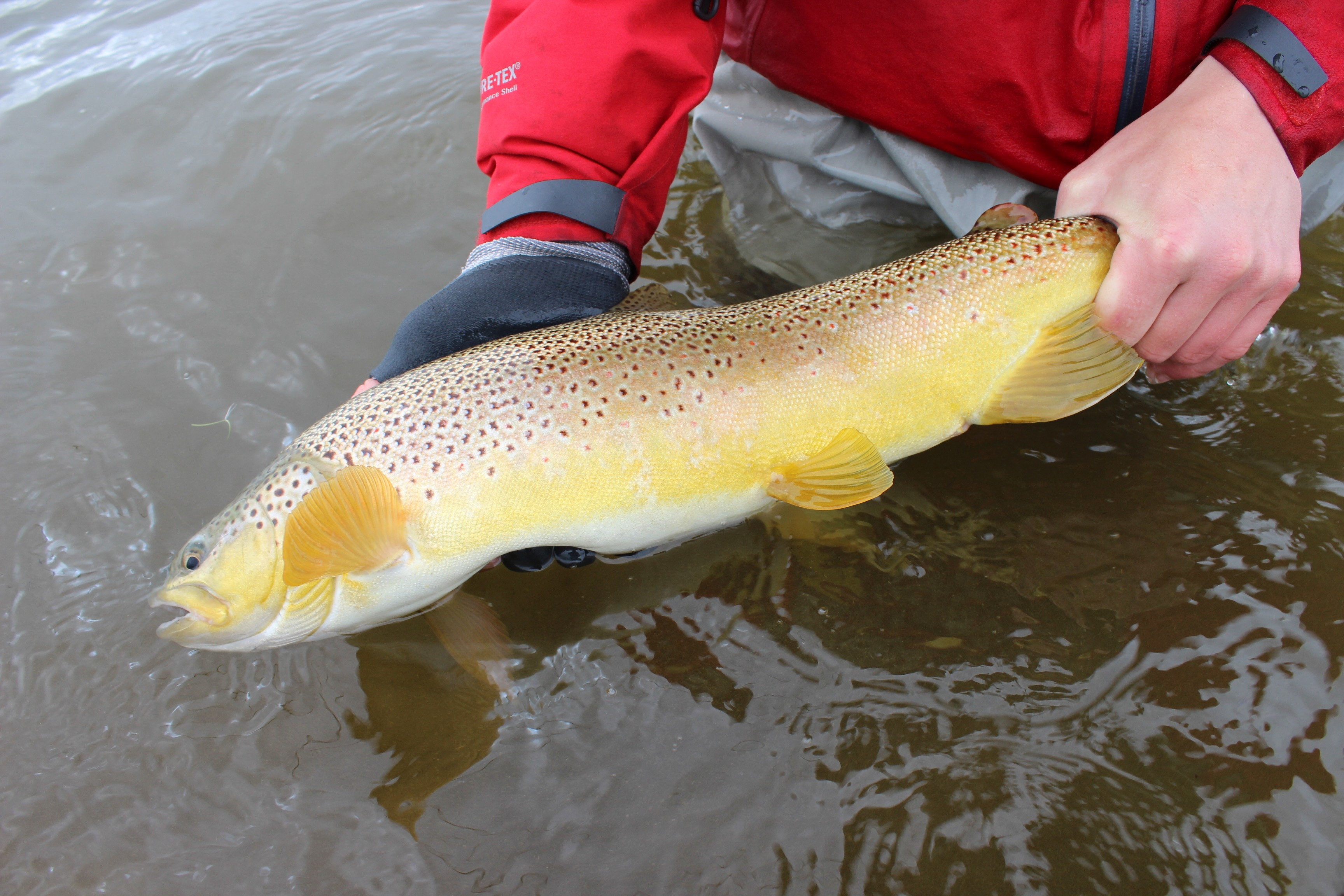 Island, Brown Trout, Arctic char, fjeldørred