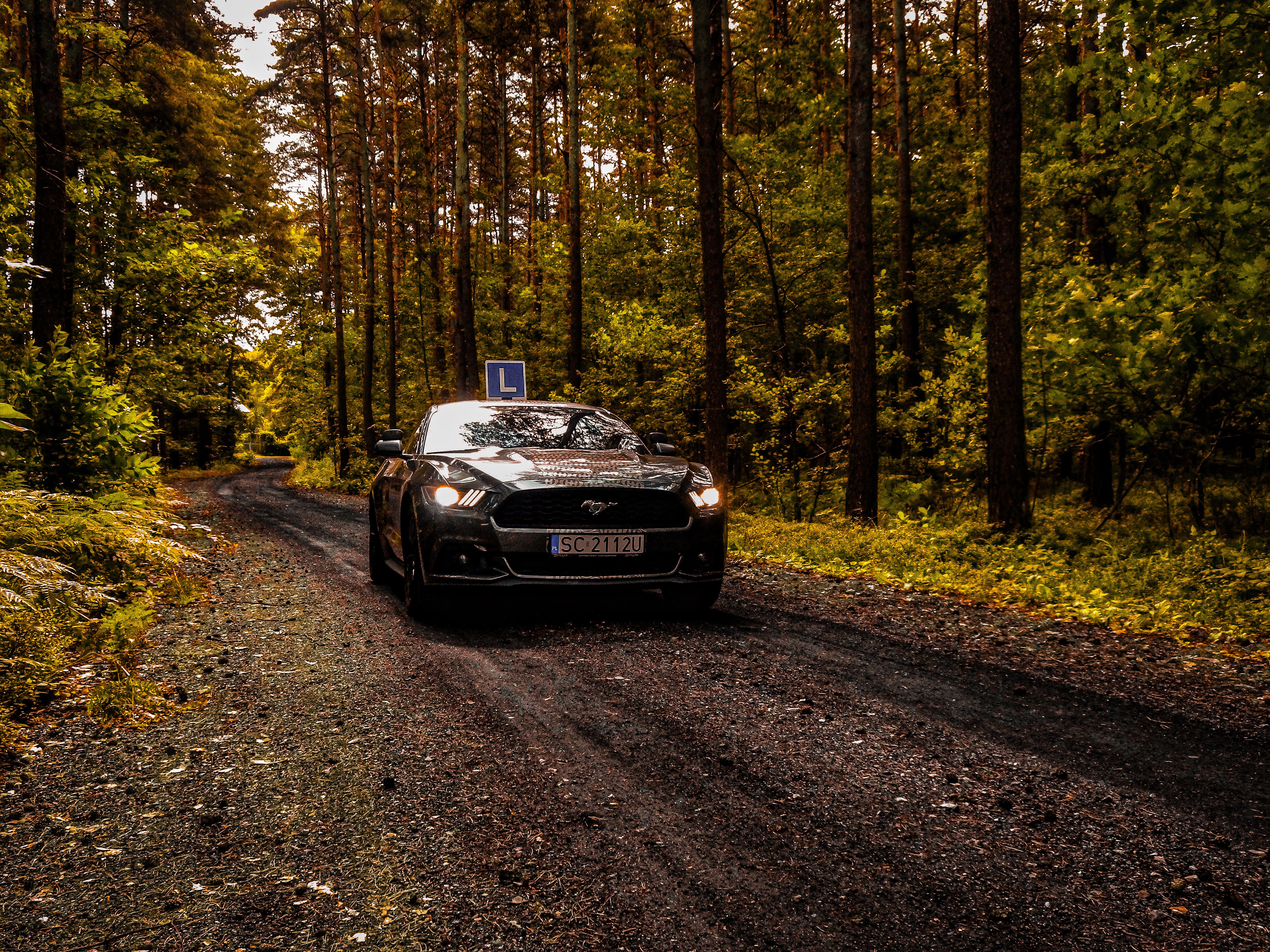 Mustang na tle ruin zamku w słoneczny dzień