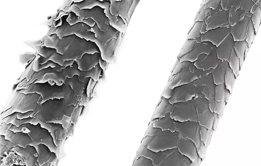 Microscopic comparison of hair fibers showing a damaged, raised cuticle on the left and a healthy, smoother cuticle on the right.
