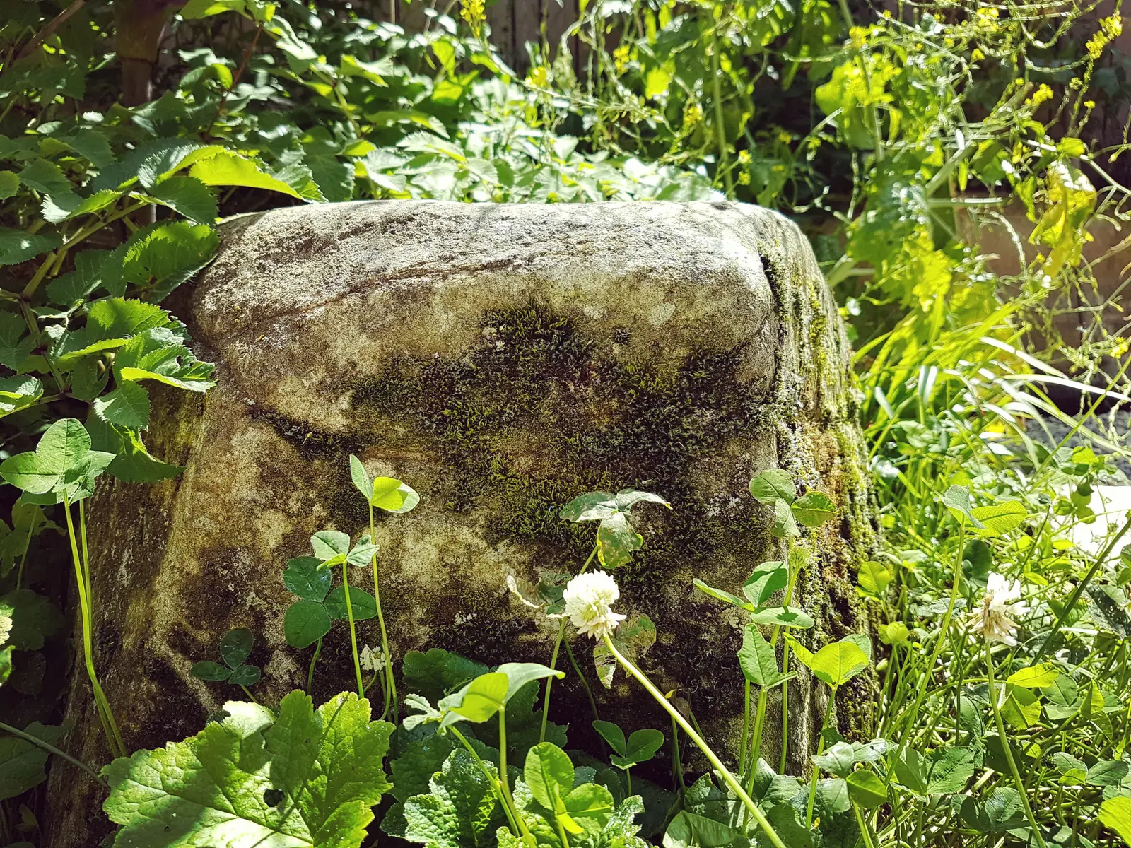A weathered stone partially covered by green foliage and plants in a natural outdoor setting.