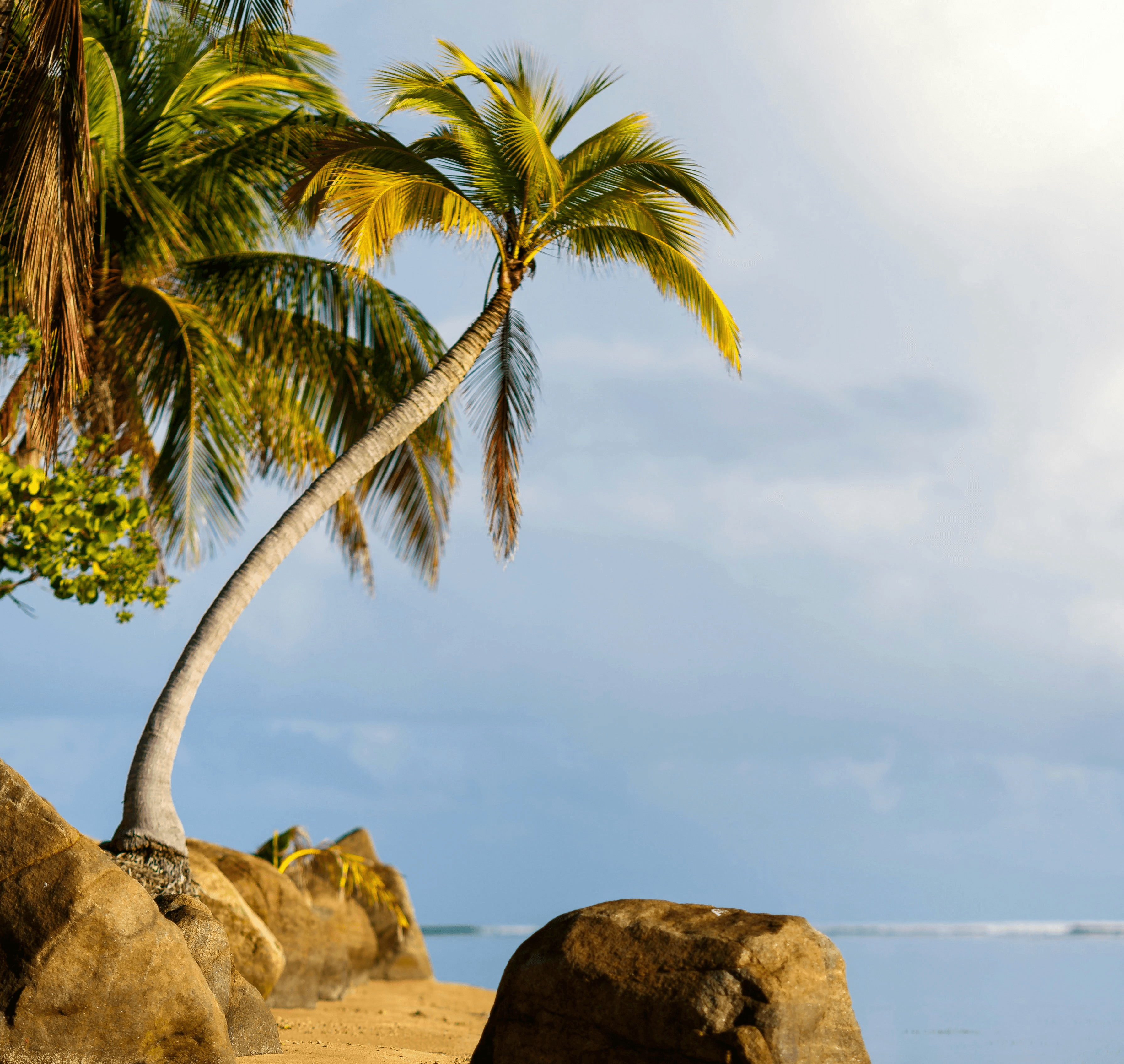 a palm tree on a beach with rocks and water