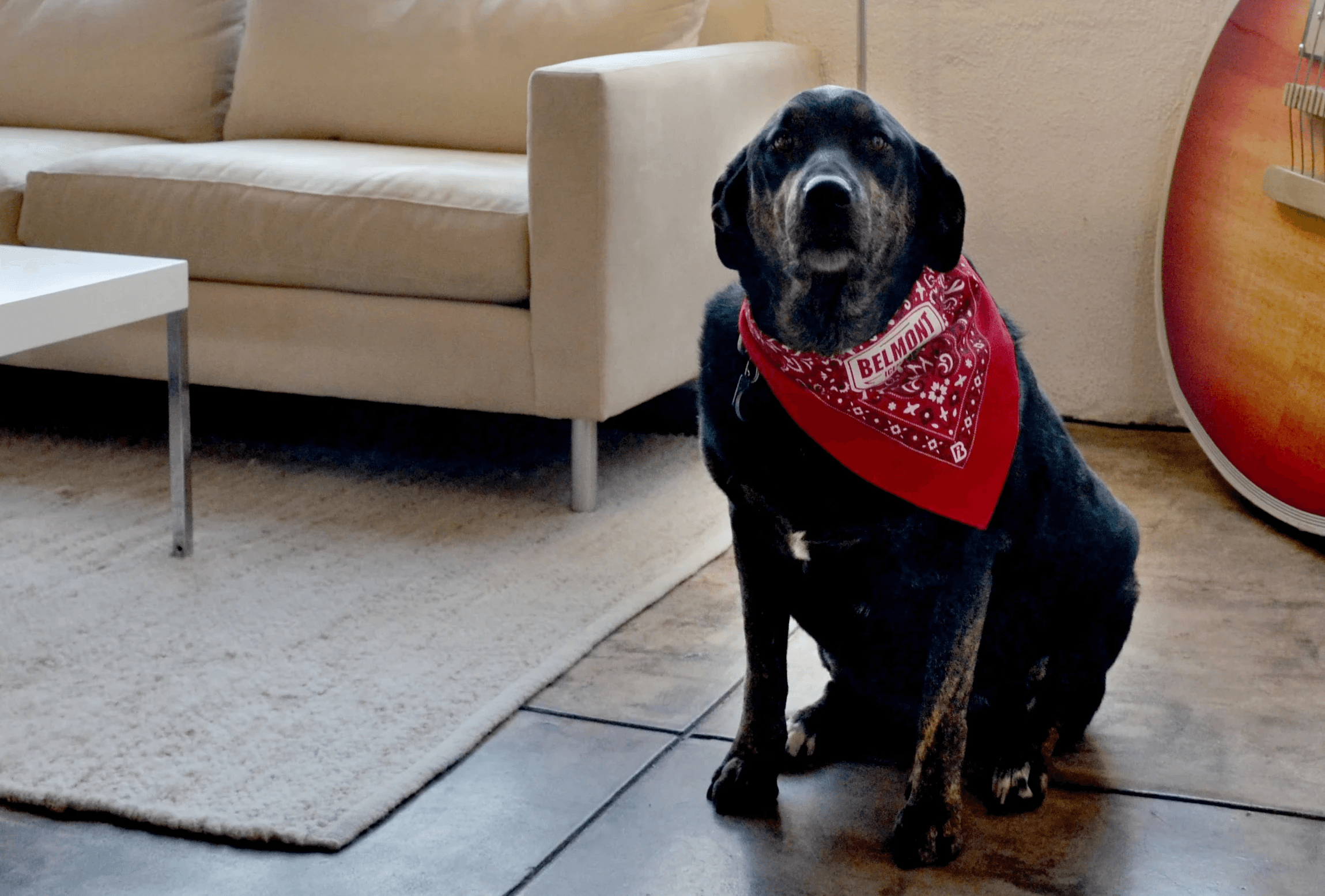 belmont icehouse office dog
