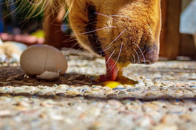 Natuurlijke eetgewoontes voor een gelukkige hond