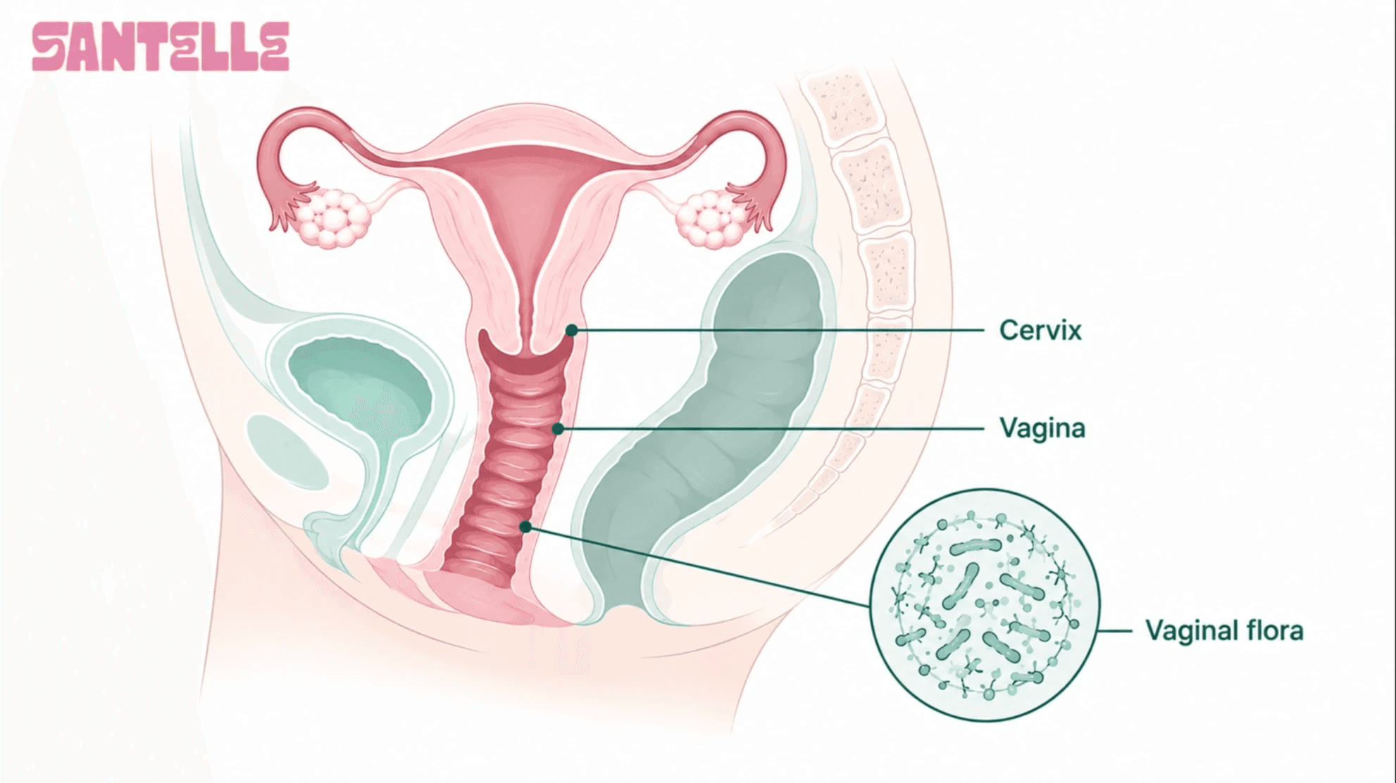 anatomie d'une femme