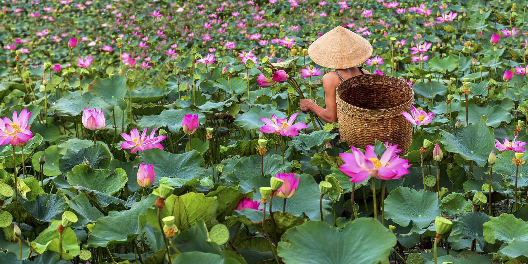 No Mud, No Lotus: Lessons from Vietnam