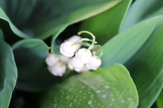 lily of the valley flower