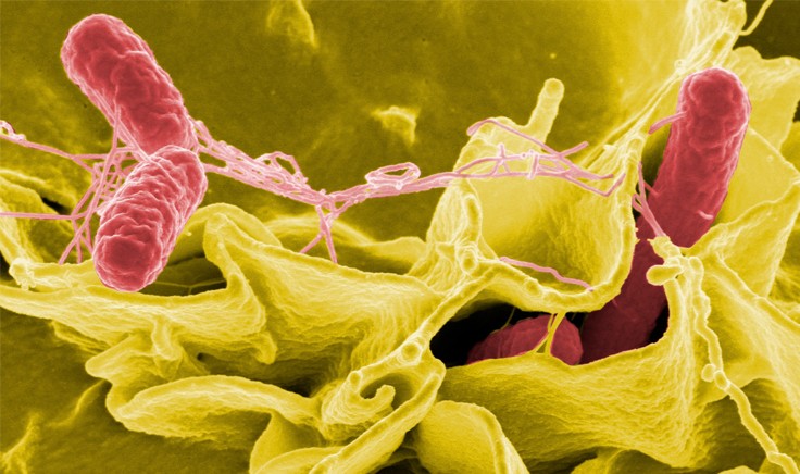 Photo: Salmonella bacteria, a common cause of food poisoning, invade an immune cell. Source: National Institutes of Health.