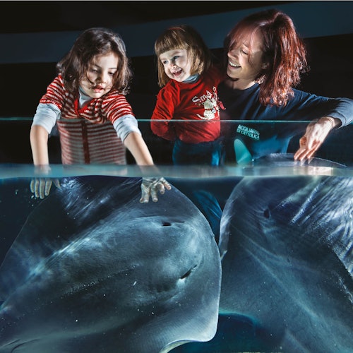 Due bambini e un adulto sorridono, toccando un serbatoio di vetro con grandi mante all'interno, in un acquario.