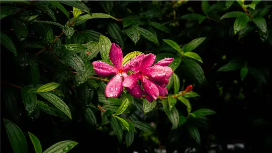 Pink tropical flowers with raindrops on green foliage, perfect for a nature or gardening blog.