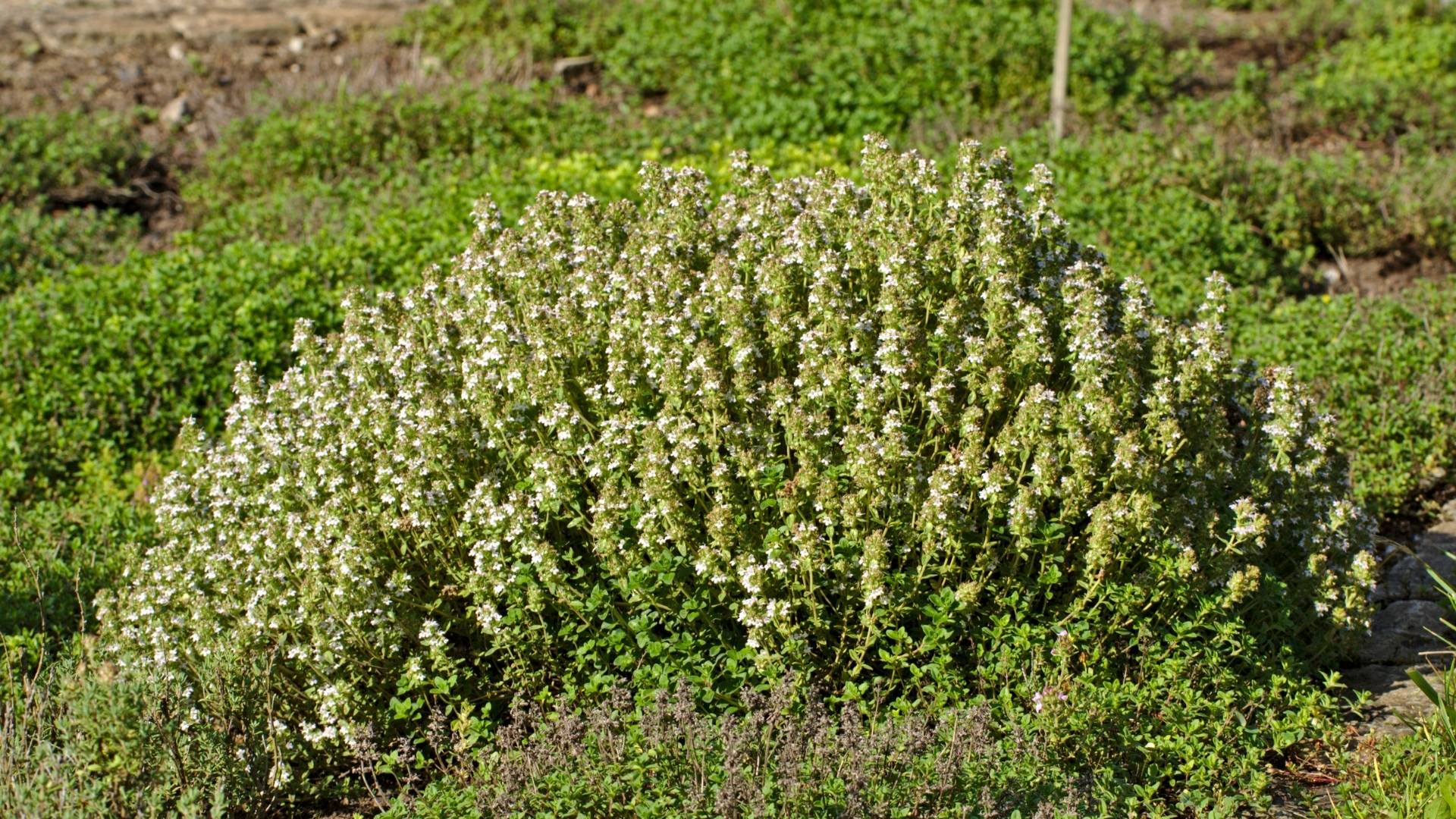Thyme (Thymus vulgaris)