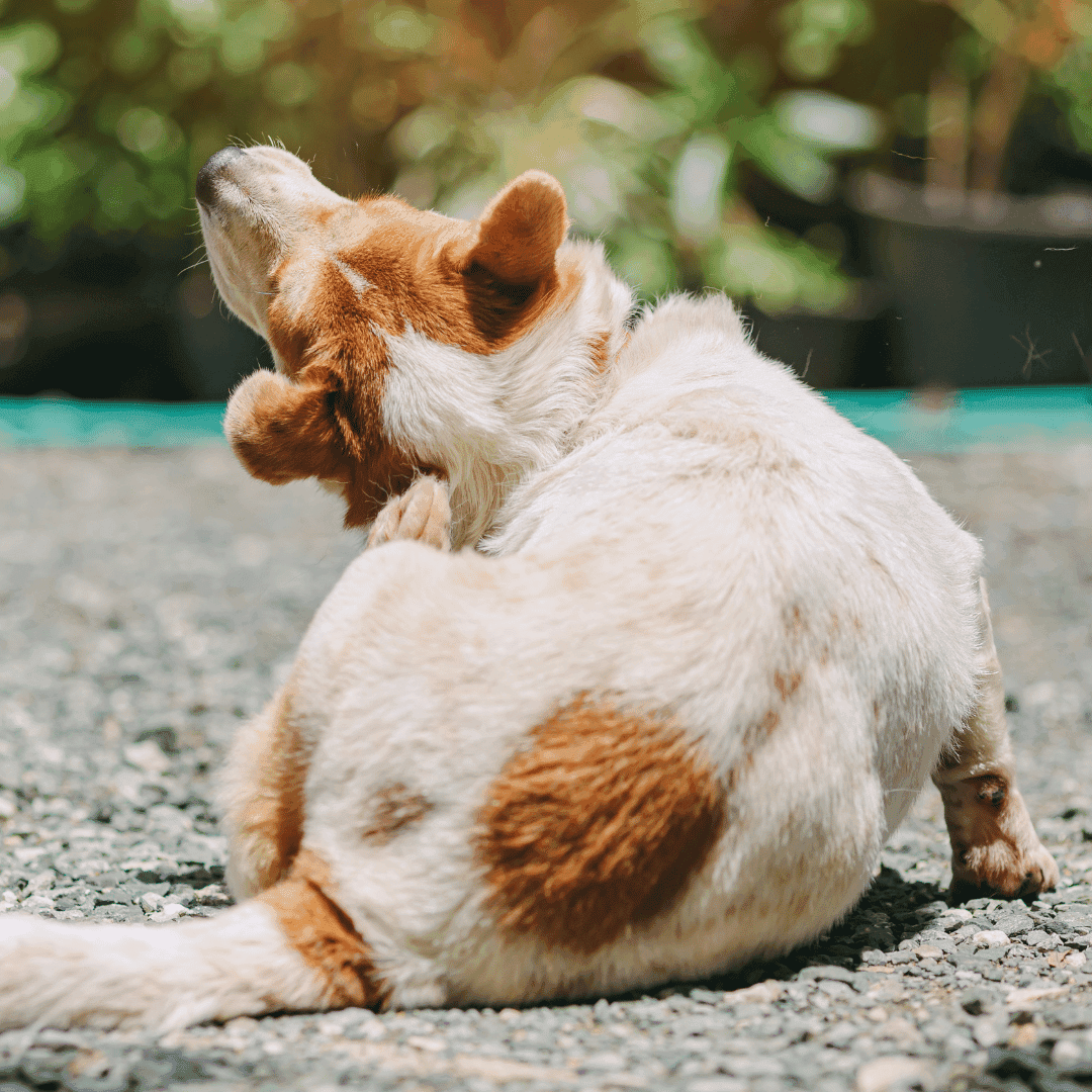 Dog showing scratching and itching associated with irritated skin