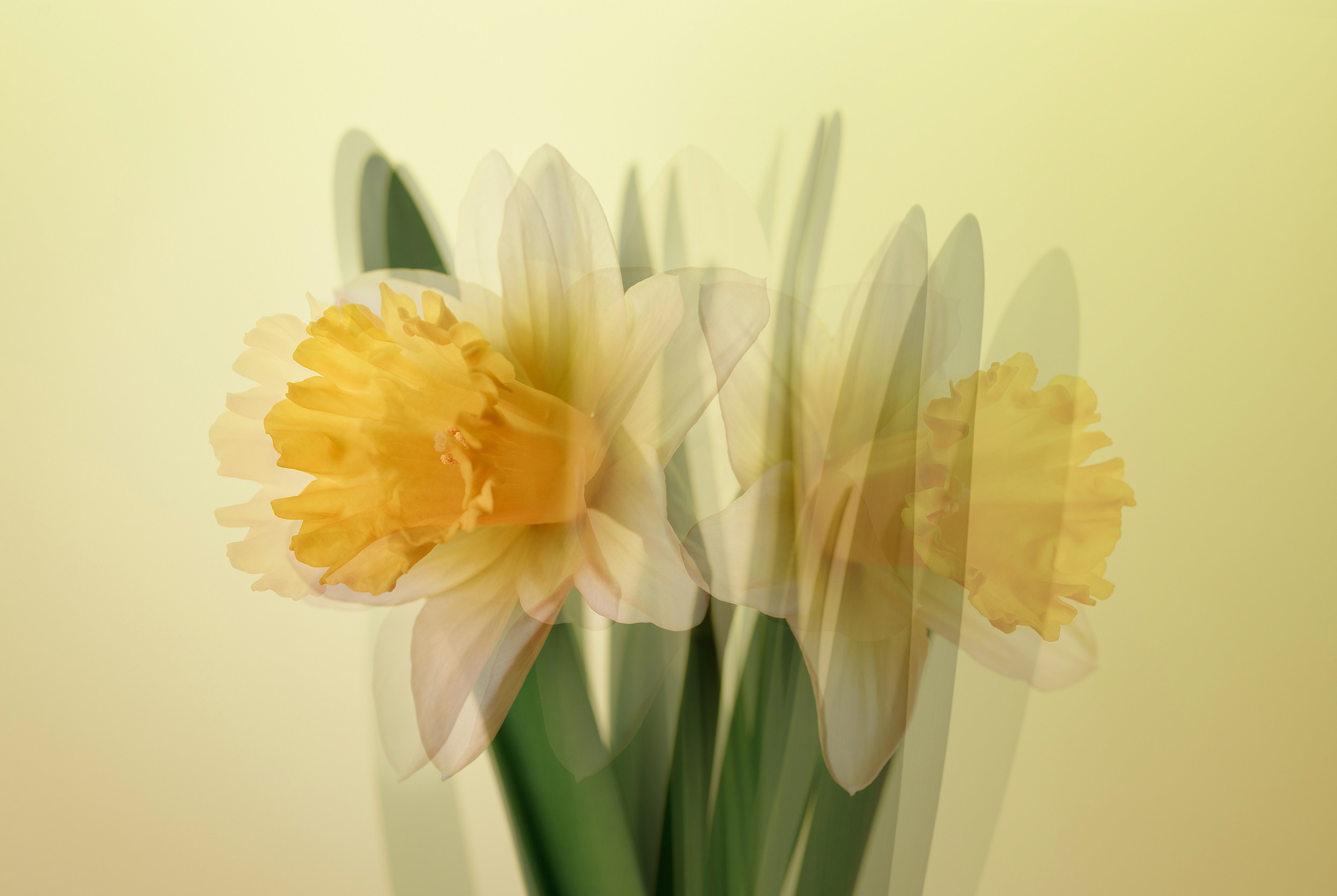 A soft-focus image of daffodils in motion against a pale yellow background. The blurred repetition suggests optimism and lightness.