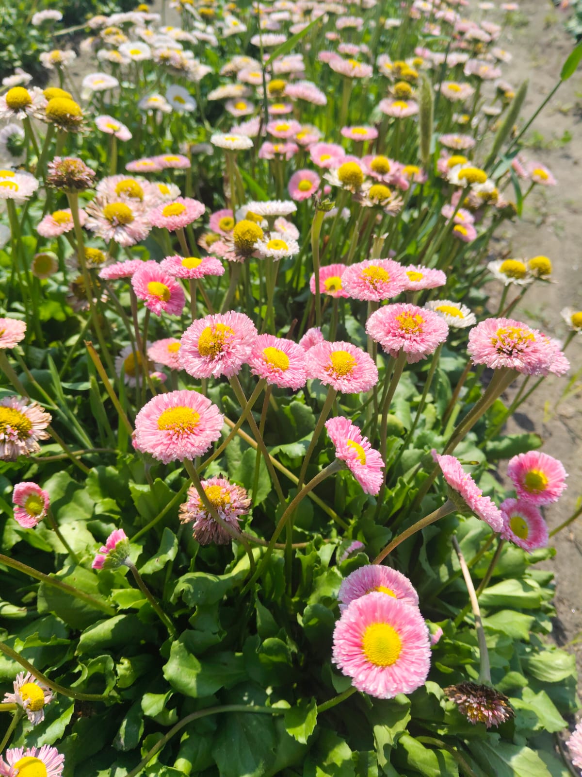 Bellis Pomponette pink