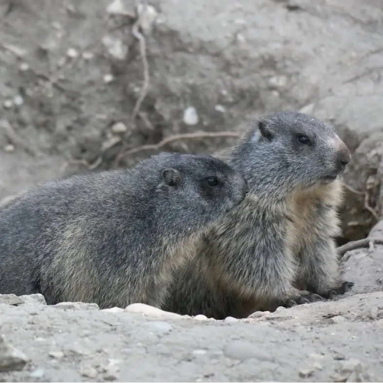 Alpenmurmeltiere im Tierpark Biel