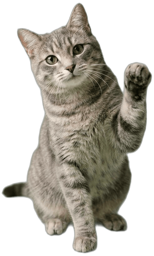 Clementine the kitten, paw raised