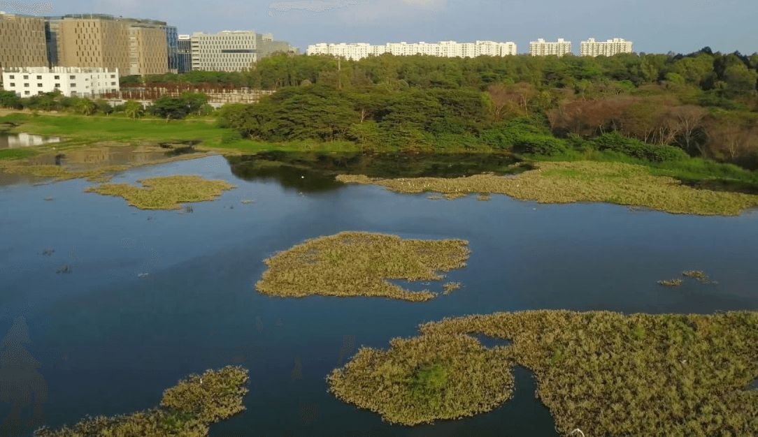 Lake Restoration and Rejuvenation